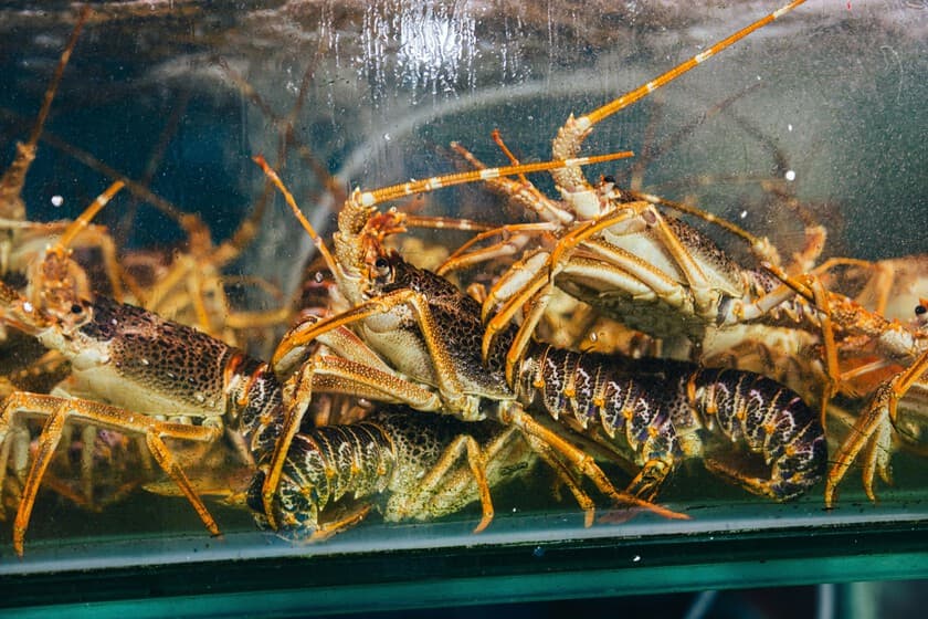 Langostas en un acuario de restaurante, con el mar de fondo borroso