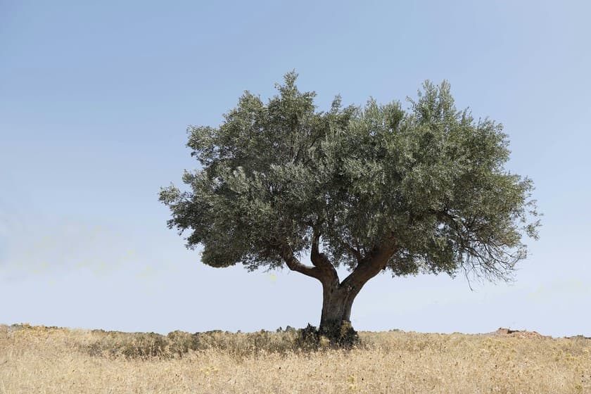 Campo de olivos con placas solares al fondo, contraste entre tradición y tecnología