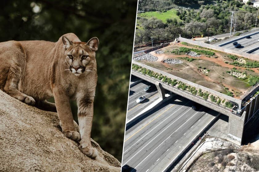 Vista aérea del puente para vida silvestre sobre la autopista 101 en California, con vegetación y fauna cruzando.