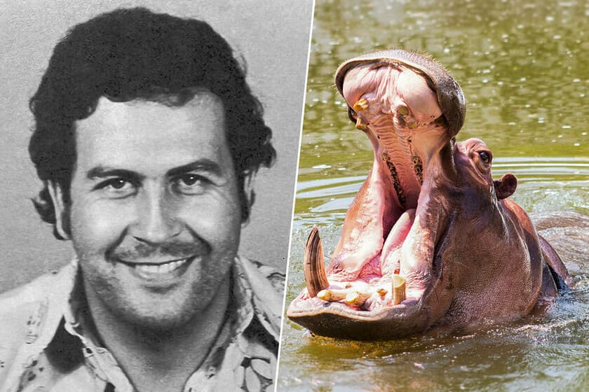 Hipopótamo en un río colombiano, rodeado de vegetación, con luz natural suave.