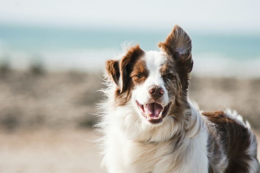 Perro mirando fijamente a su dueño, con un fondo de ondas cerebrales abstractas