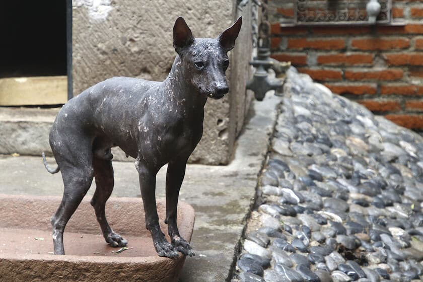 Fotografía de un xoloitzcuintle de tamaño mediano, sin pelo, de color gris oscuro, mirando fijamente a la cámara con fon