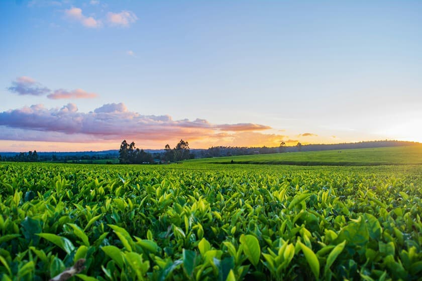 Campo de tabaco en Extremadura al atardecer, con un tractor moderno y un agricultor mirando un tablet