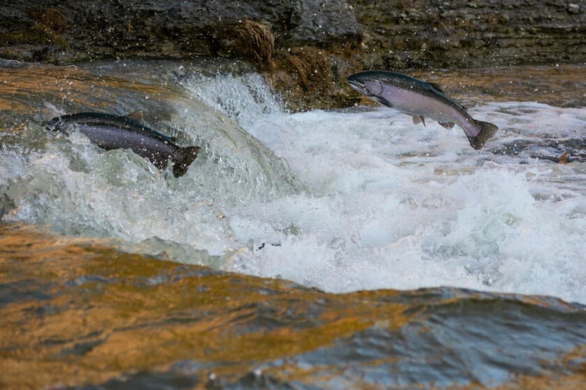 Un salmón saltando en un río de montaña, con un reloj de arena digital de fondo