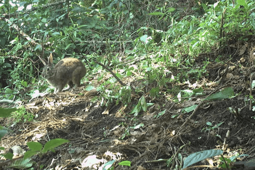 Conejo de Omiltemi en su hábitat natural en la Sierra Madre del Sur, México