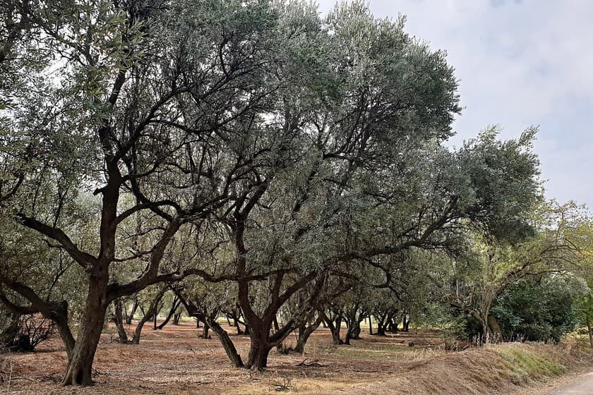 Olivos centenarios en un paisaje de Jaén, con un cielo despejado y tierra seca