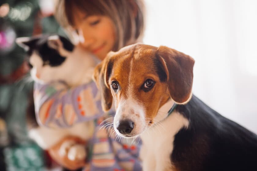Perro y gato tumbados en el suelo, con un calendario y una jeringa al lado, simbolizando el cambio de frecuencia de vacu