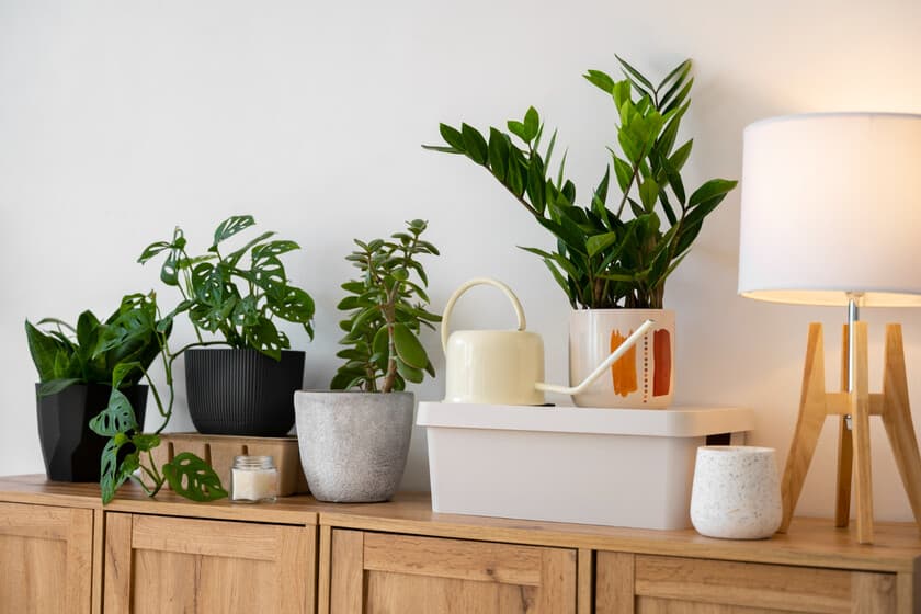 Persona regando una planta de interior con fondo de ventana, simbolizando el mito de la purificación del aire