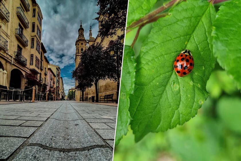 Mariquita sobre una hoja verde en un parque de Logroño