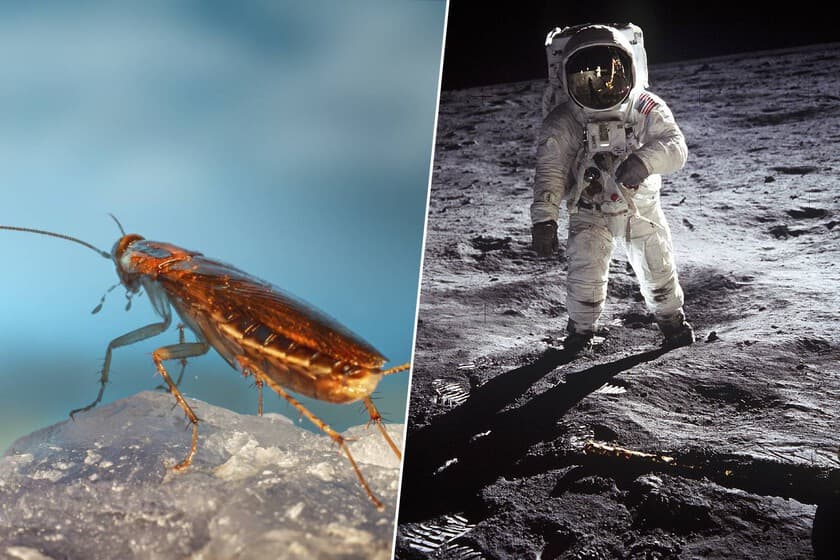 Fotografía de una cucaracha sobre una roca lunar, con fondo de laboratorio de los años 70