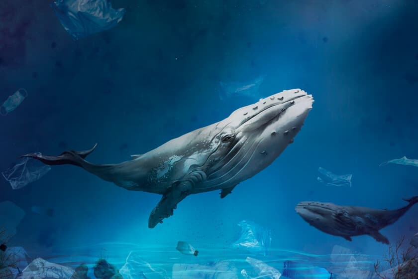 Ballena jorobada emergiendo en el Estrecho de Gibraltar con un barco de carga al fondo