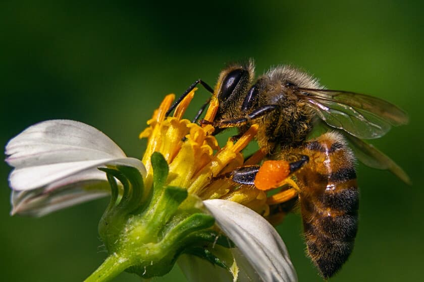 Primer plano de una abeja polinizando una flor, fondo verde borroso