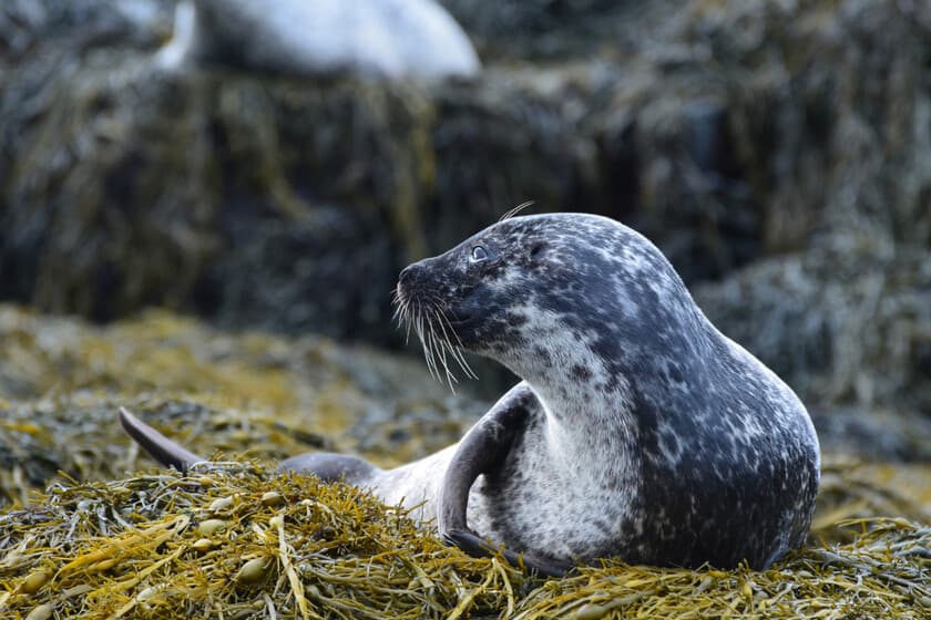 Investigador en Groenlandia sosteniendo un trozo de carne de foca fermentada sobre un paisaje helado