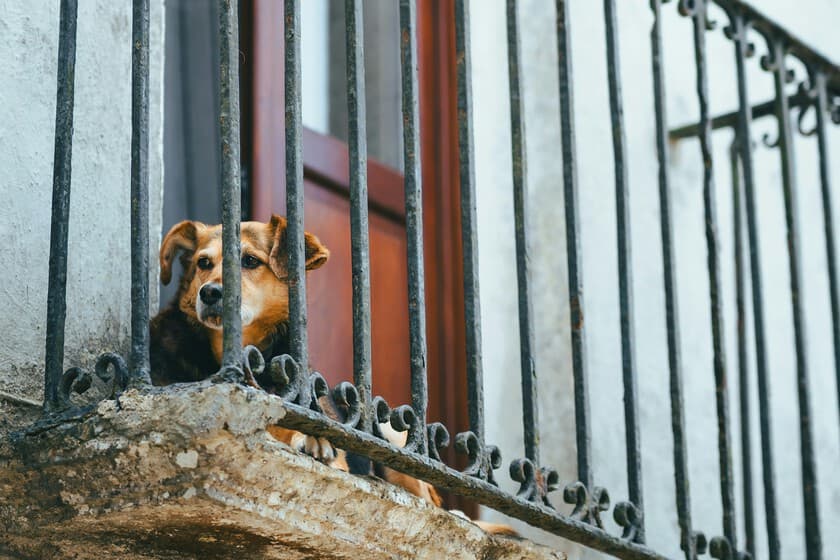 Perro en una terraza con rejas, simbolizando la prohibición de dejarlo solo
