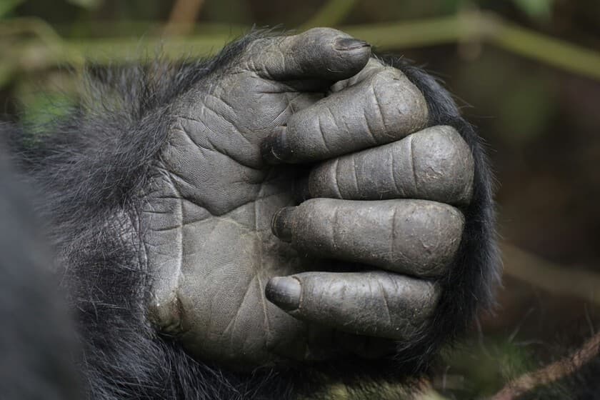 Ilustración de manos humanas con líneas genéticas y evolución de primates
