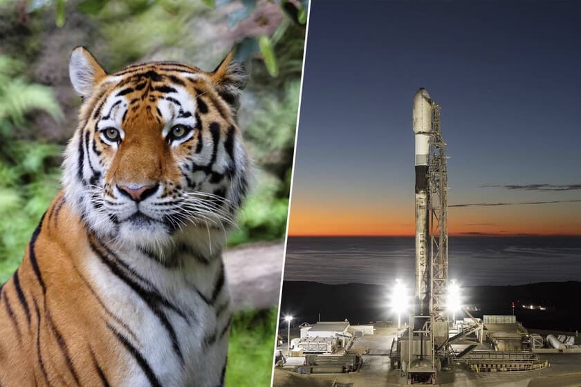 Ilustración de un satélite ICARUS orbitando la Tierra con puntos de datos de animales