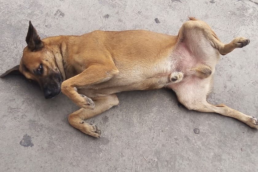 Perro callejero en una calle polvorienta de México, con edificios al fondo y mirada resignada