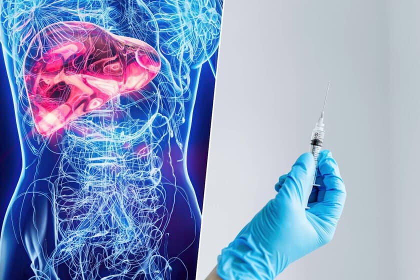 Ilustración de un minihígado inyectado en el abdomen de un ratón