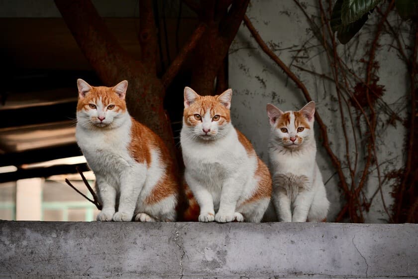 Persona con varios perros y gatos en una habitación abarrotada
