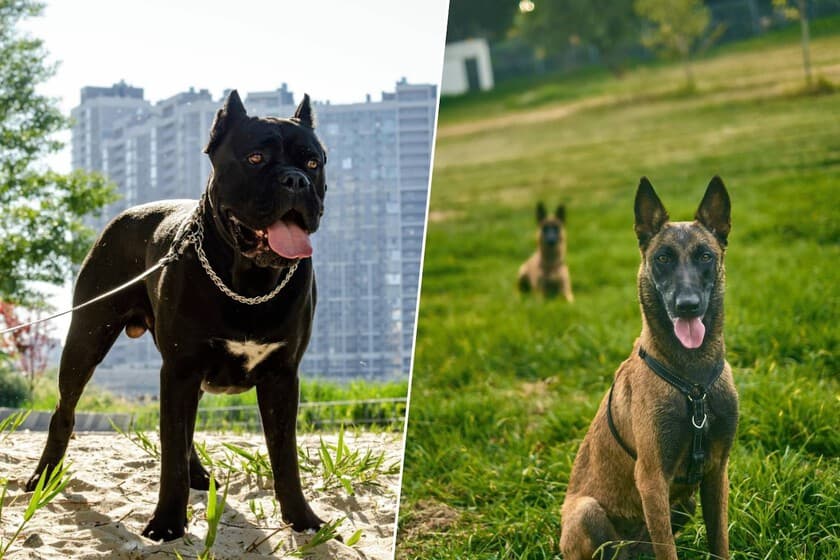 Perro pastor alemán con arnés de trabajo, junto a una valla metálica