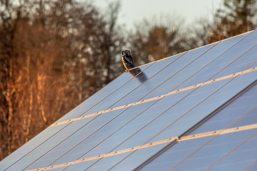 Paneles solares en un campo verde con aves posadas sobre ellos