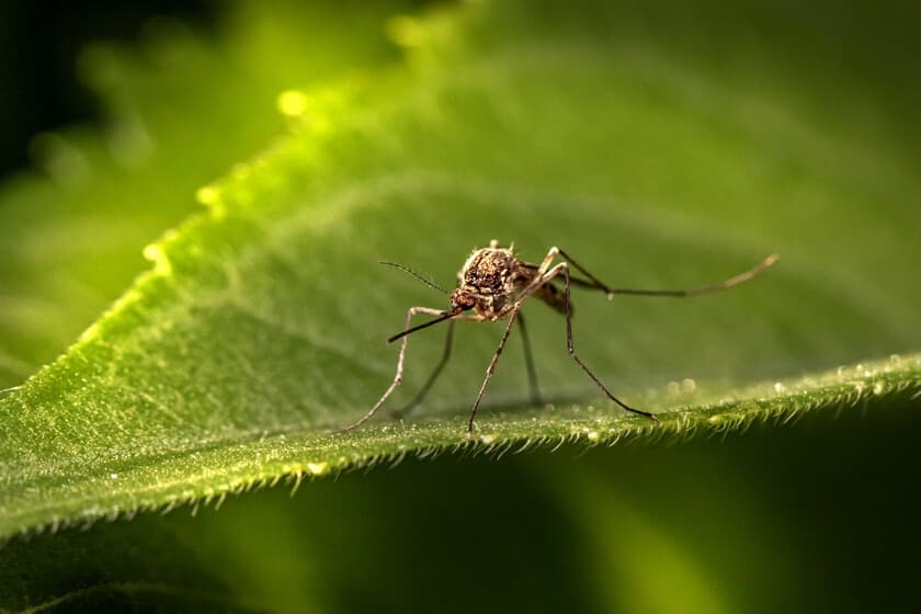 Mosquito posado sobre la piel humana con gotas de repelente alrededor