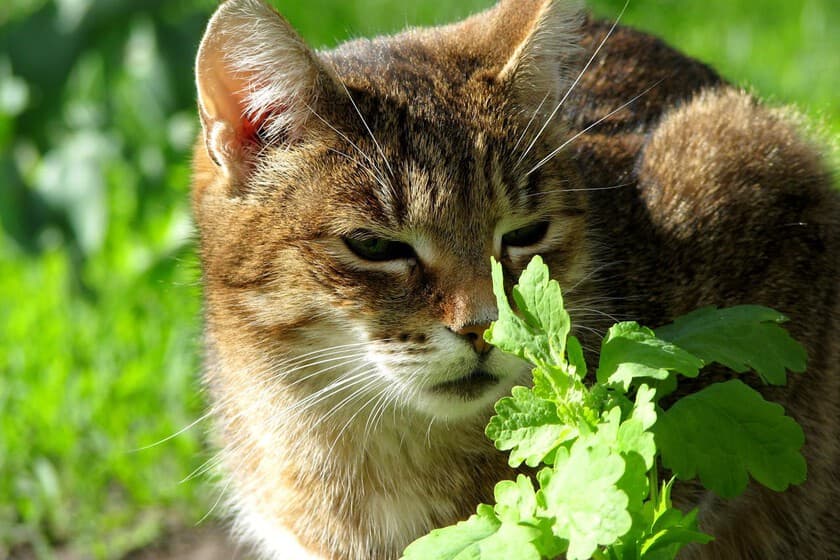 Un gato frotándose contra un tallo de vid plateada (Actinidia polygama) con hojas verdes y flores blancas.