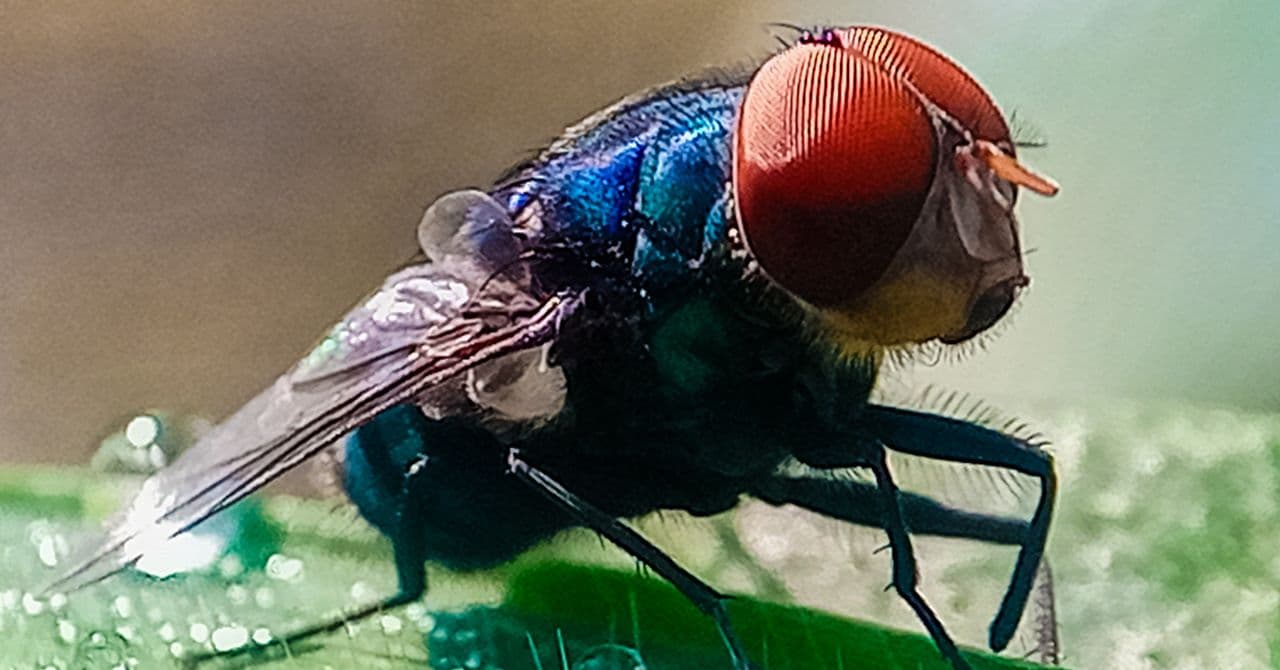 Primer plano de una mosca Cochliomyia hominivorax sobre una superficie metálica, con fondo desenfocado.