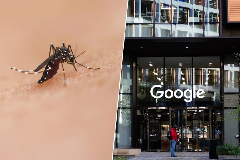 Mosquito Aedes aegypti en primer plano sobre fondo borroso