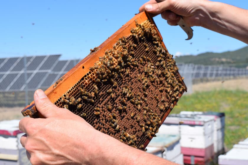 Abeja sobre flor silvestre bajo paneles solares en un campo español