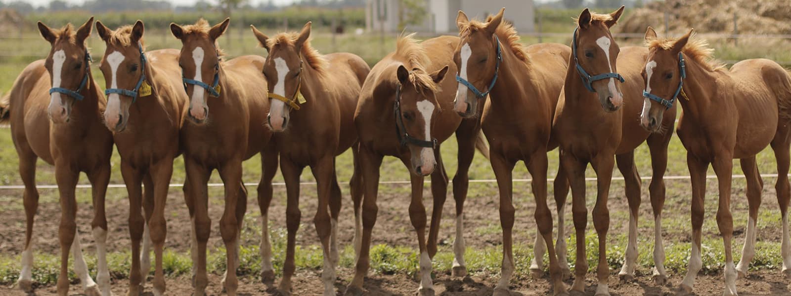 Ocho clones idénticos de la yegua Virolita en un laboratorio argentino