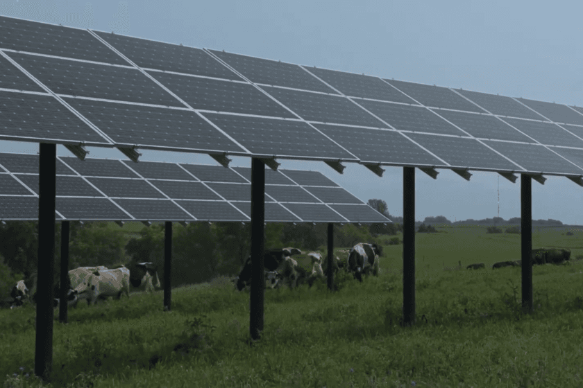 Vacas pastando bajo paneles solares elevados en una granja de Minnesota