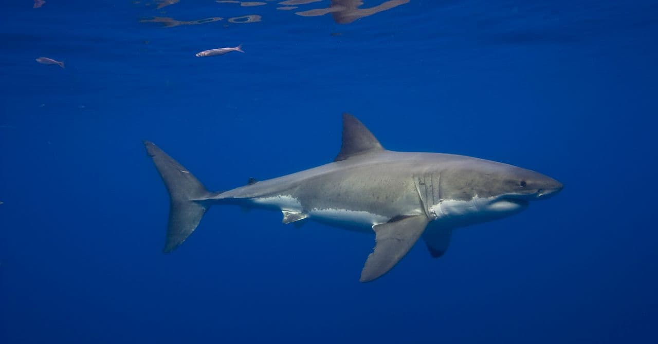 Fotografía submarina de un gran tiburón blanco en aguas azules del Mediterráneo