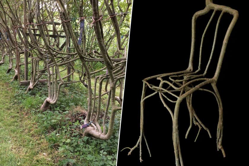 Silla cultivada en un jardín, con troncos y ramas que forman la estructura natural
