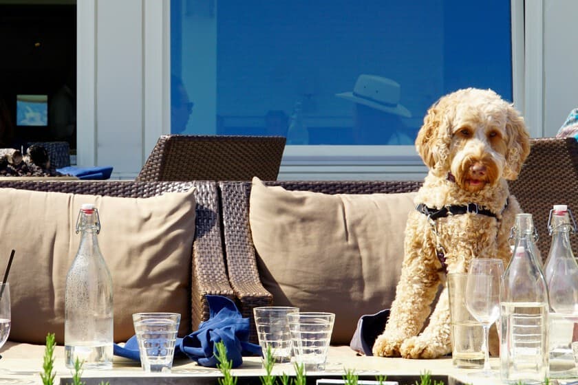 Persona sentada en terraza de bar con perro pequeño en el regazo, fondo desenfocado de clientes