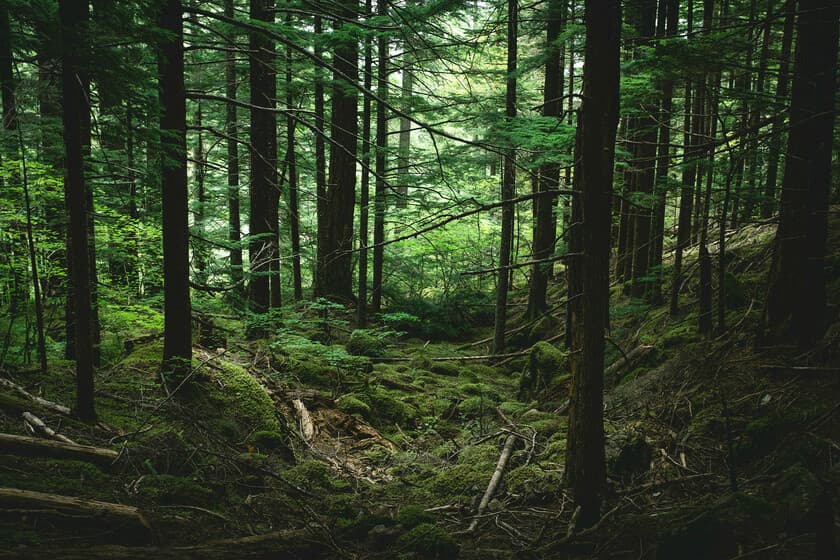 Vista aérea de un bosque denso con claros de vegetación seca acumulada