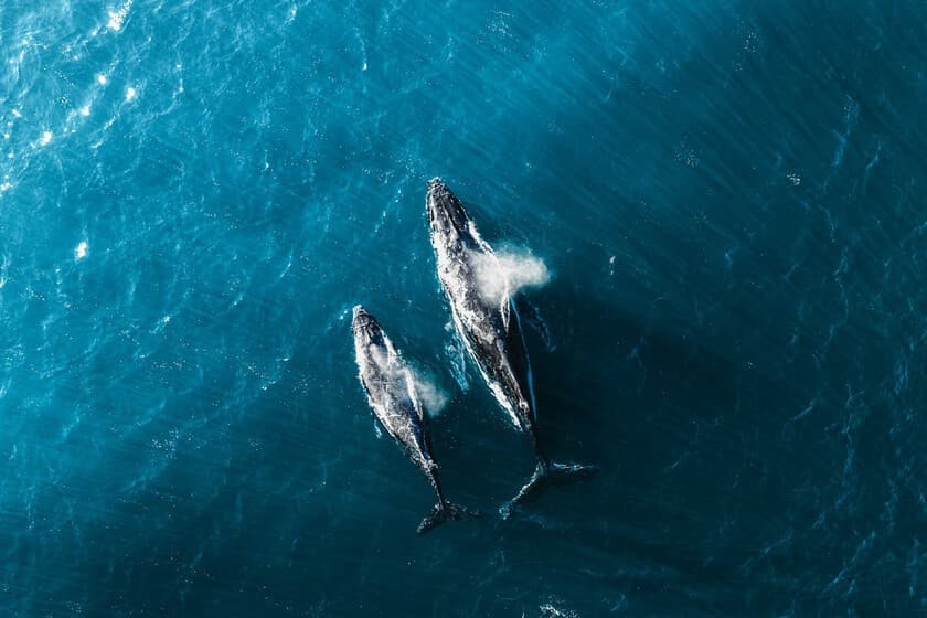 Ilustración de un esqueleto de ballena en el fondo oceánico a gran profundidad