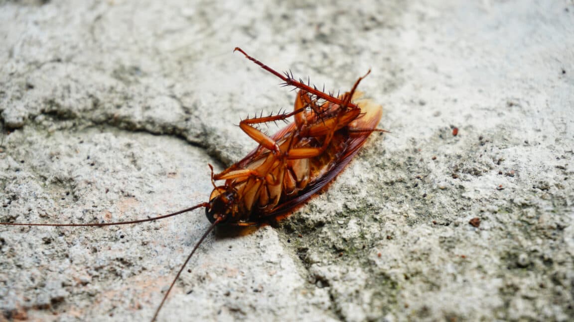 Primer plano de una cucaracha sobre un teclado de ordenador sucio, con fondo oscuro