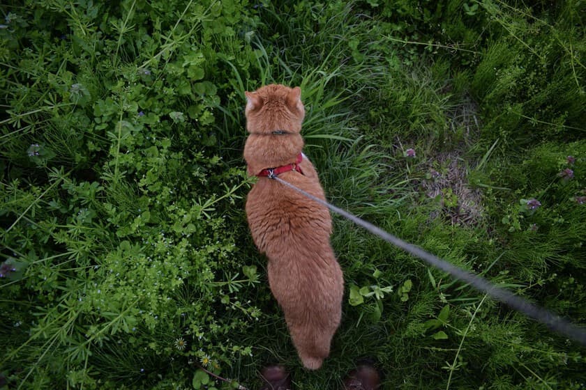 Gato explorando un jardín sin correa, con actitud curiosa y relajada