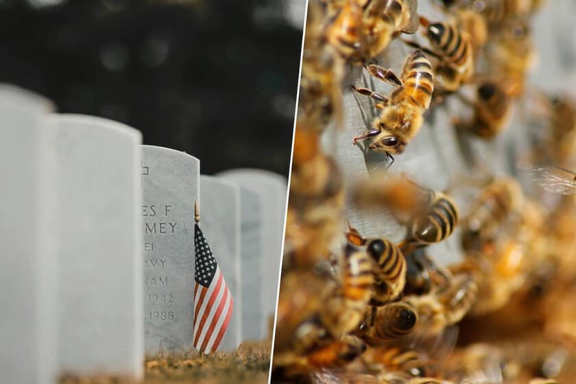Abejas en panales dentro de una colmena urbana, con edificios de fondo
