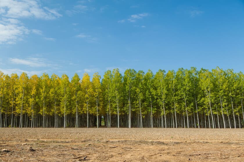 Plantación de chopos en filas ordenadas, con hojas verdes y troncos altos, bajo un cielo despejado.