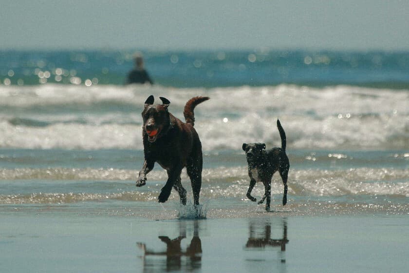 Perro corriendo en una playa vacía al atardecer