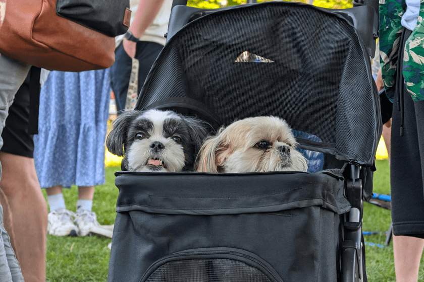 Persona abrazando a un perro y a un bebé, simbolizando la coexistencia entre mascotas e hijos.