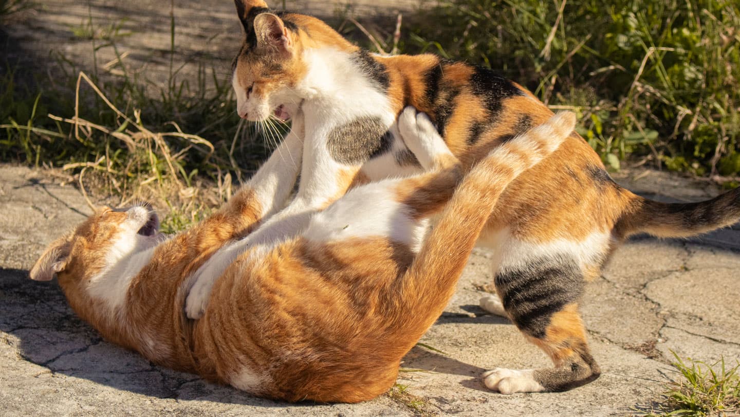 Gato doméstico con síntomas cutáneos de infección fúngica, sobre fondo neutro